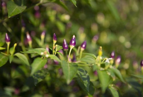 Purple 'Fairy lights' chilli peppers growing upright on plant
